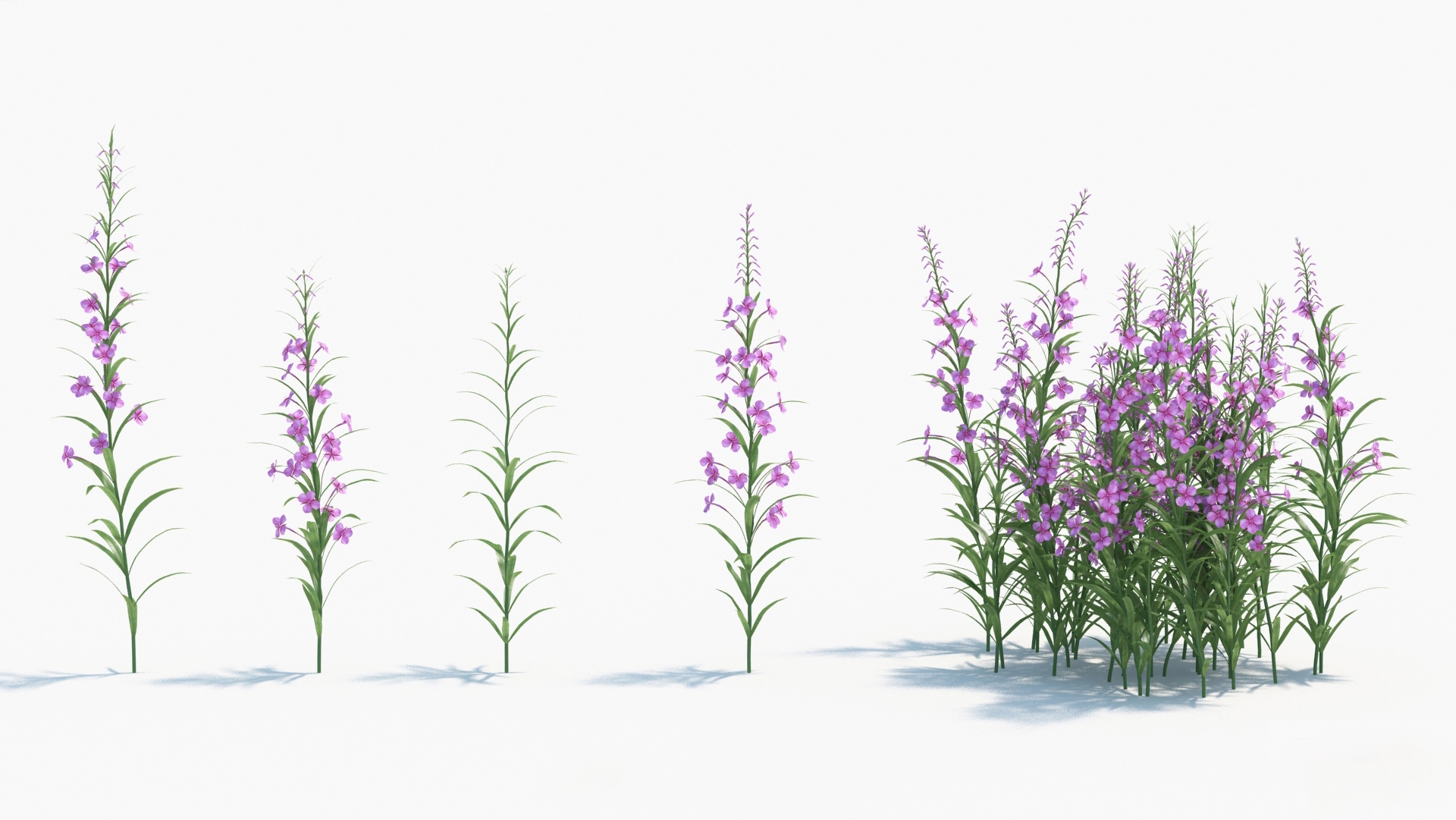 Epilobium_angustifoliumֲ3dģ