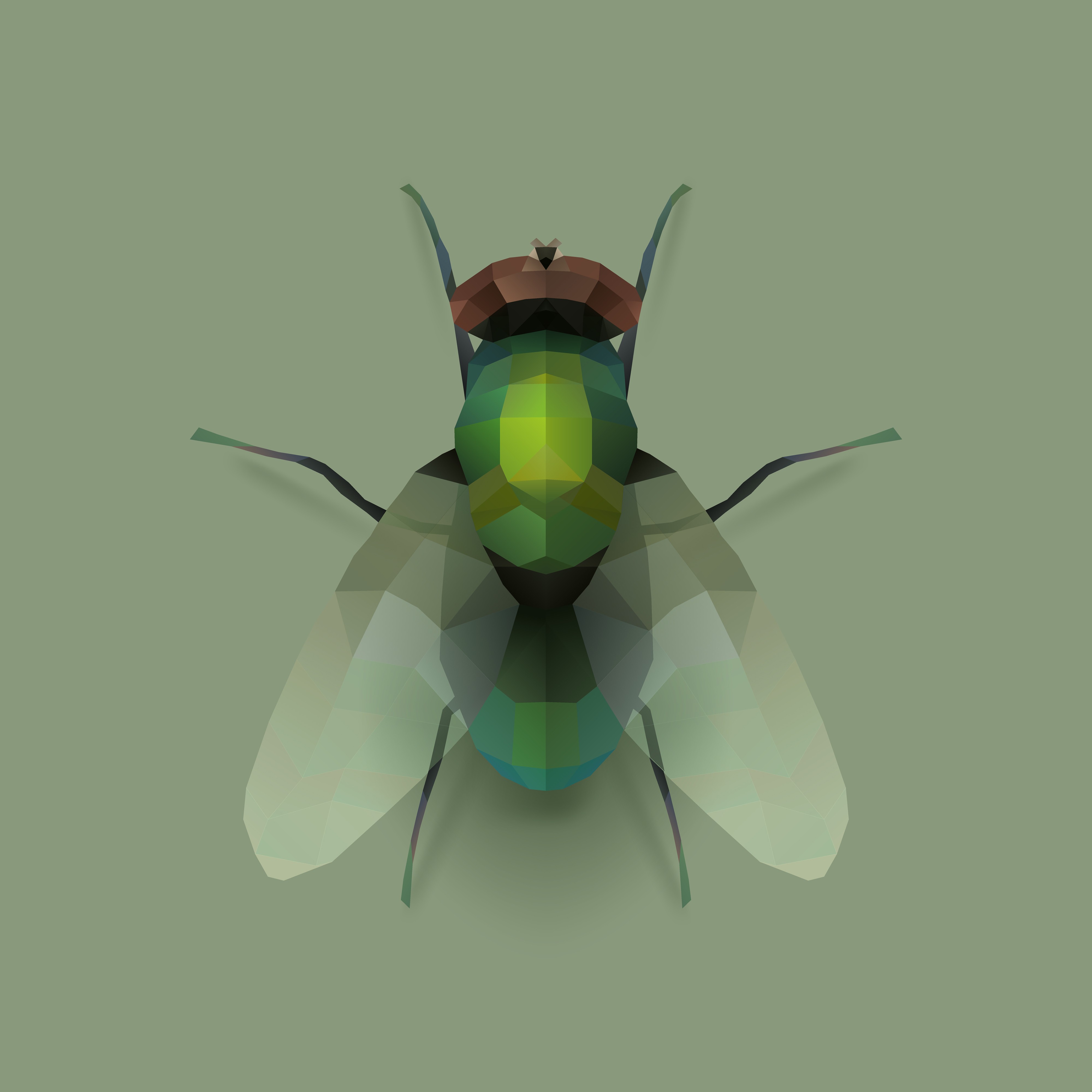 fly.jpg