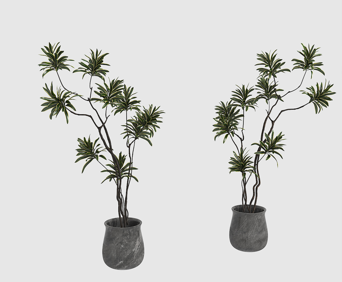 ��ʽ ����ֲ��