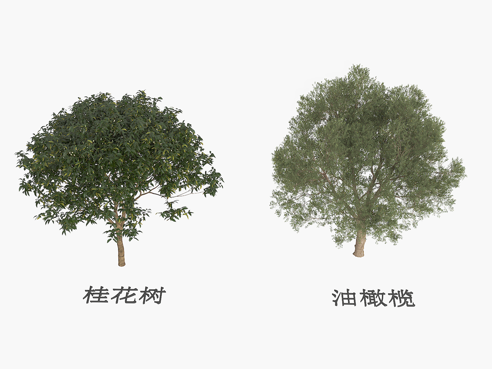 ���� �����