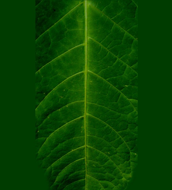 植物草叶植样纹 (97)植样纹 (97)