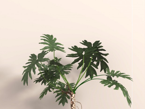 �ִ���ֲ ���� ���۴��� ����