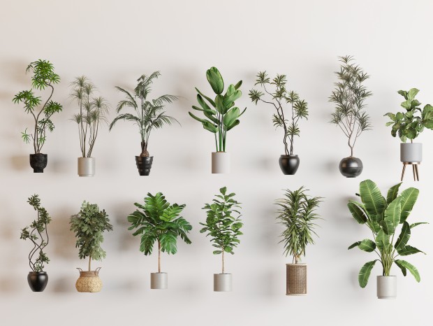 ��ֲ ���� ֲ��