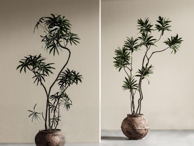 �йŷ�ֲ������