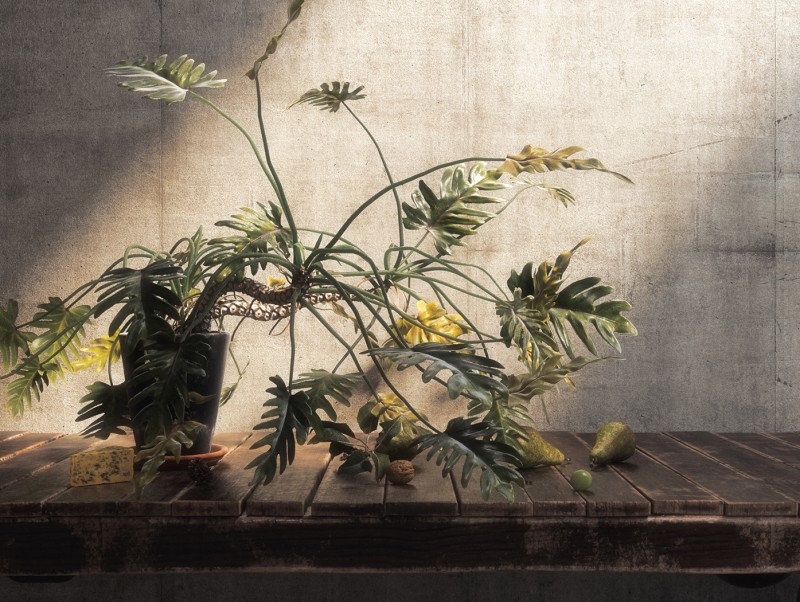 ������Ⱦ