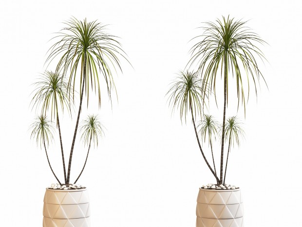 ֲִ辰 ֲִװΰڼ Ҷ֦ ֲﻨ軨