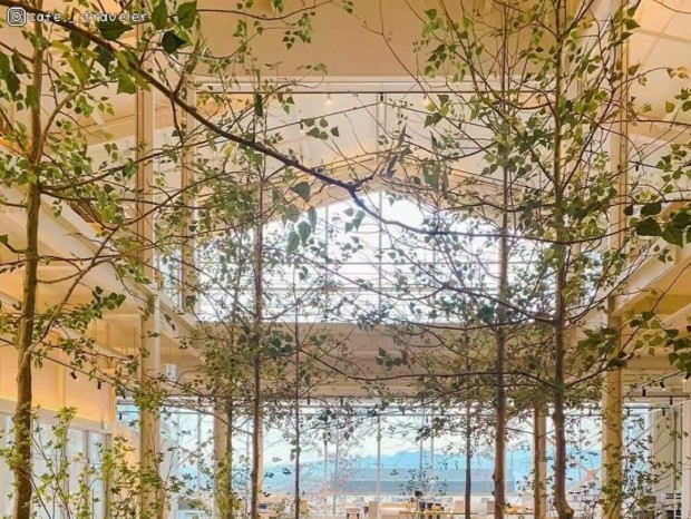 �����������ֵɭ��ϵ���� ������Ȼ�����