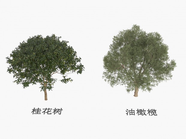 ���� �����